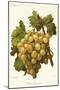 Golden Champion Grape-A. Kreyder-Mounted Giclee Print