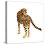 Golden Cheetah II-Annie Warren-Stretched Canvas