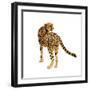 Golden Cheetah II-Annie Warren-Framed Art Print