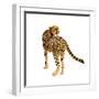 Golden Cheetah II-Annie Warren-Framed Art Print