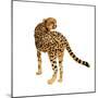 Golden Cheetah II-Annie Warren-Mounted Art Print