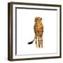 Golden Cheetah III-Annie Warren-Framed Art Print