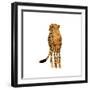 Golden Cheetah III-Annie Warren-Framed Art Print