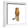 Golden Cheetah III-Annie Warren-Framed Art Print