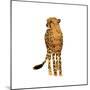 Golden Cheetah III-Annie Warren-Mounted Art Print
