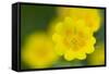 Golden Cinquefoil (Potentilla Aurea) Flowers, Liechtenstein, June 2009-Giesbers-Framed Stretched Canvas