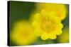 Golden Cinquefoil (Potentilla Aurea) Flowers, Liechtenstein, June 2009-Giesbers-Stretched Canvas