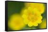 Golden Cinquefoil (Potentilla Aurea) Flowers, Liechtenstein, June 2009-Giesbers-Framed Stretched Canvas