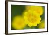 Golden Cinquefoil (Potentilla Aurea) Flowers, Liechtenstein, June 2009-Giesbers-Framed Photographic Print