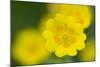 Golden Cinquefoil (Potentilla Aurea) Flowers, Liechtenstein, June 2009-Giesbers-Mounted Photographic Print