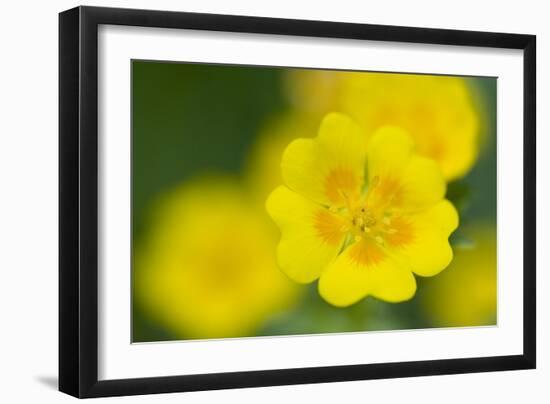 Golden Cinquefoil (Potentilla Aurea) Flowers, Liechtenstein, June 2009-Giesbers-Framed Photographic Print