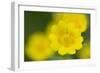 Golden Cinquefoil (Potentilla Aurea) Flowers, Liechtenstein, June 2009-Giesbers-Framed Photographic Print