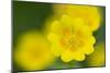 Golden Cinquefoil (Potentilla Aurea) Flowers, Liechtenstein, June 2009-Giesbers-Mounted Photographic Print