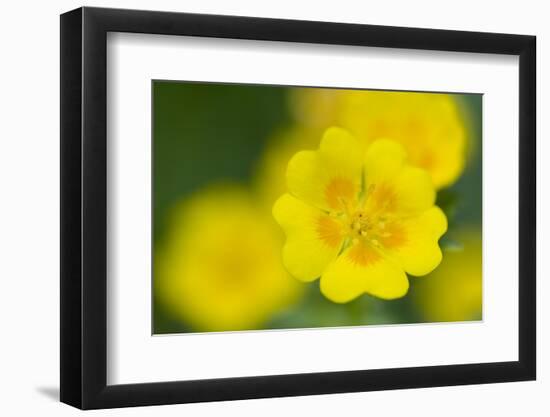 Golden Cinquefoil (Potentilla Aurea) Flowers, Liechtenstein, June 2009-Giesbers-Framed Photographic Print