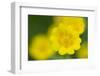 Golden Cinquefoil (Potentilla Aurea) Flowers, Liechtenstein, June 2009-Giesbers-Framed Photographic Print