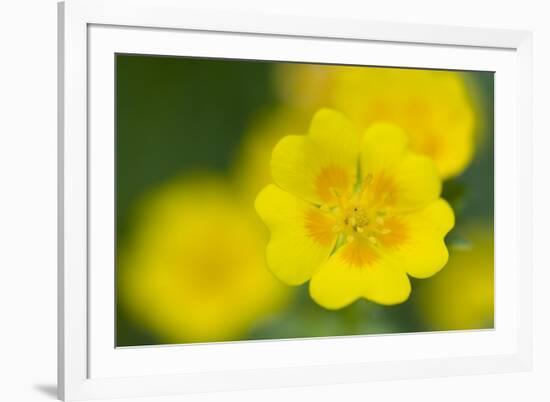 Golden Cinquefoil (Potentilla Aurea) Flowers, Liechtenstein, June 2009-Giesbers-Framed Photographic Print