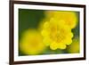 Golden Cinquefoil (Potentilla Aurea) Flowers, Liechtenstein, June 2009-Giesbers-Framed Photographic Print