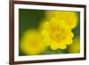 Golden Cinquefoil (Potentilla Aurea) Flowers, Liechtenstein, June 2009-Giesbers-Framed Photographic Print