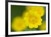 Golden Cinquefoil (Potentilla Aurea) Flowers, Liechtenstein, June 2009-Giesbers-Framed Photographic Print