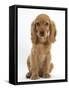 Golden Cocker Spaniel Puppy, Maizy, Sitting-Mark Taylor-Framed Stretched Canvas