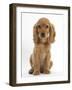 Golden Cocker Spaniel Puppy, Maizy, Sitting-Mark Taylor-Framed Photographic Print