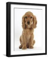 Golden Cocker Spaniel Puppy, Maizy, Sitting-Mark Taylor-Framed Photographic Print