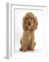 Golden Cocker Spaniel Puppy, Maizy, Sitting-Mark Taylor-Framed Photographic Print