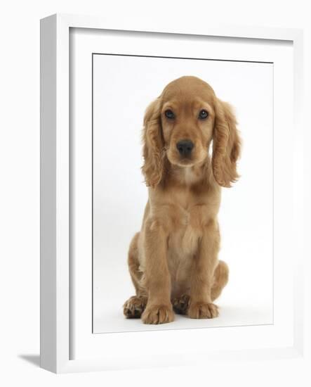 Golden Cocker Spaniel Puppy, Maizy, Sitting-Mark Taylor-Framed Photographic Print