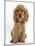 Golden Cocker Spaniel Puppy, Maizy, Sitting-Mark Taylor-Mounted Photographic Print