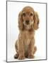 Golden Cocker Spaniel Puppy, Maizy, Sitting-Mark Taylor-Mounted Photographic Print