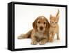 Golden Cocker Spaniel Puppy with British Shorthair Red Tabby Kitten-Jane Burton-Framed Stretched Canvas