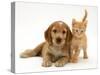 Golden Cocker Spaniel Puppy with British Shorthair Red Tabby Kitten-Jane Burton-Stretched Canvas