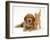 Golden Cocker Spaniel Puppy with British Shorthair Red Tabby Kitten-Jane Burton-Framed Photographic Print