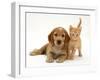 Golden Cocker Spaniel Puppy with British Shorthair Red Tabby Kitten-Jane Burton-Framed Photographic Print