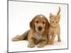 Golden Cocker Spaniel Puppy with British Shorthair Red Tabby Kitten-Jane Burton-Mounted Photographic Print