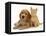 Golden Cocker Spaniel Puppy with Ginger Kitten-Jane Burton-Framed Stretched Canvas