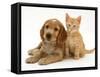 Golden Cocker Spaniel Puppy with Ginger Kitten-Jane Burton-Framed Stretched Canvas