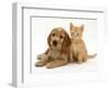 Golden Cocker Spaniel Puppy with Ginger Kitten-Jane Burton-Framed Premium Photographic Print