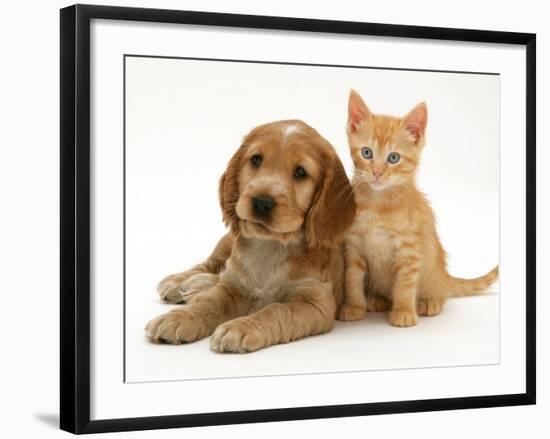 Golden Cocker Spaniel Puppy with Ginger Kitten-Jane Burton-Framed Photographic Print