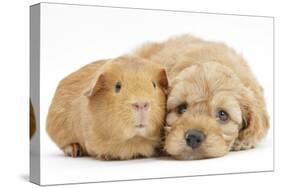 Golden Cockerpoo (Cocker Spaniel X Poodle) Puppy, 6 Weeks, with Red Guinea Pig-Mark Taylor-Stretched Canvas