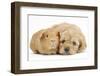 Golden Cockerpoo (Cocker Spaniel X Poodle) Puppy, 6 Weeks, with Red Guinea Pig-Mark Taylor-Framed Premium Photographic Print