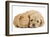 Golden Cockerpoo (Cocker Spaniel X Poodle) Puppy, 6 Weeks, with Red Guinea Pig-Mark Taylor-Framed Photographic Print