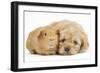 Golden Cockerpoo (Cocker Spaniel X Poodle) Puppy, 6 Weeks, with Red Guinea Pig-Mark Taylor-Framed Photographic Print