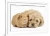 Golden Cockerpoo (Cocker Spaniel X Poodle) Puppy, 6 Weeks, with Red Guinea Pig-Mark Taylor-Framed Photographic Print