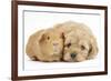 Golden Cockerpoo (Cocker Spaniel X Poodle) Puppy, 6 Weeks, with Red Guinea Pig-Mark Taylor-Framed Photographic Print