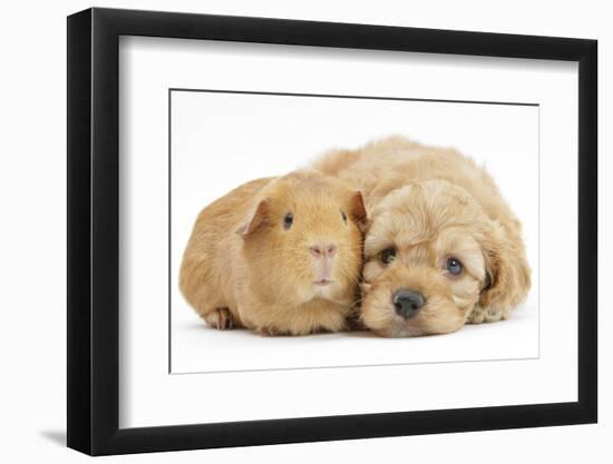 Golden Cockerpoo (Cocker Spaniel X Poodle) Puppy, 6 Weeks, with Red Guinea Pig-Mark Taylor-Framed Photographic Print