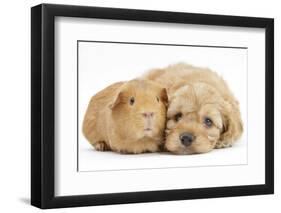 Golden Cockerpoo (Cocker Spaniel X Poodle) Puppy, 6 Weeks, with Red Guinea Pig-Mark Taylor-Framed Photographic Print