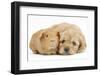 Golden Cockerpoo (Cocker Spaniel X Poodle) Puppy, 6 Weeks, with Red Guinea Pig-Mark Taylor-Framed Photographic Print