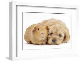 Golden Cockerpoo (Cocker Spaniel X Poodle) Puppy, 6 Weeks, with Red Guinea Pig-Mark Taylor-Framed Photographic Print