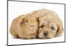 Golden Cockerpoo (Cocker Spaniel X Poodle) Puppy, 6 Weeks, with Red Guinea Pig-Mark Taylor-Mounted Photographic Print